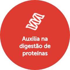 Auxilia na digestão de proteínas